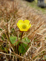 Ranunculus sulphureus