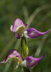 Disperis oxyglossa