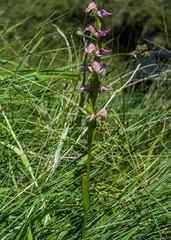 Disperis oxyglossa