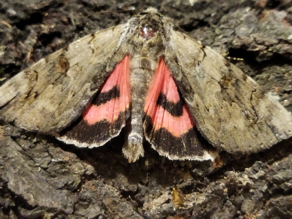 Rosy Underwing