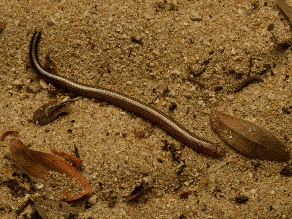 Striped Burrowing Skink