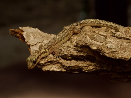 Toliara Ghost Gecko