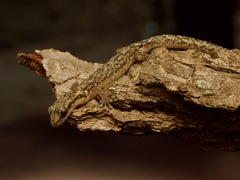 Short-Footed Ghost Gecko photo 1