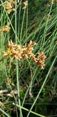 Juncus subsecundus