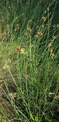 Juncus subsecundus