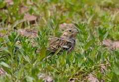 Calcarius ornatus
