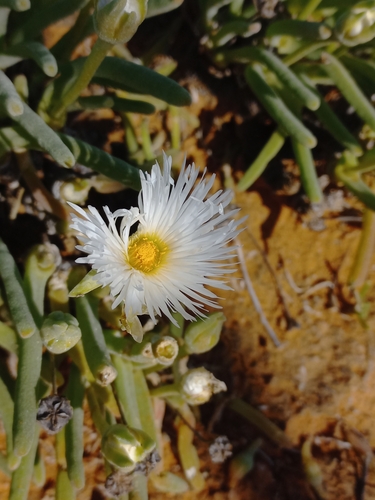 Image of Monilaria moniliformis by (c) Brian du Preez, some rights reserved (CC BY-SA)