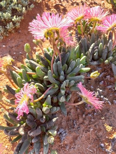 Image of Cephalophyllum spissum by (c) Brian du Preez, some rights reserved (CC BY-SA)