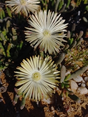 Cephalophyllum framesii, photograph (c) Brian du Preez, some rights reserved (CC BY-SA)