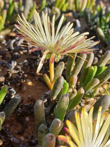 Cephalophyllum framesii, photograph 2