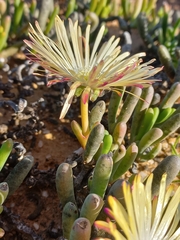 Cephalophyllum framesii, photograph (c) Brian du Preez, some rights reserved (CC BY-SA)