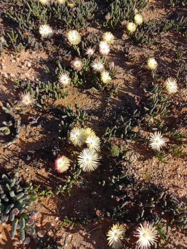 Cephalophyllum framesii, photograph 3