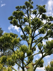 Agave desmettiana