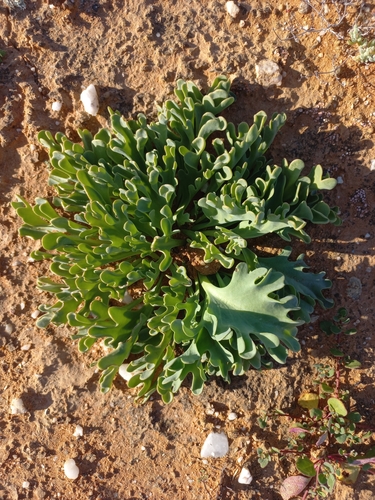 Image of Othonna cakilifolia by (c) Brian du Preez, some rights reserved (CC BY-SA)