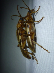Ortholeptura valida