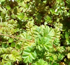 Acaena anserinifolia