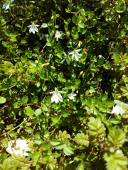 Acaena anserinifolia