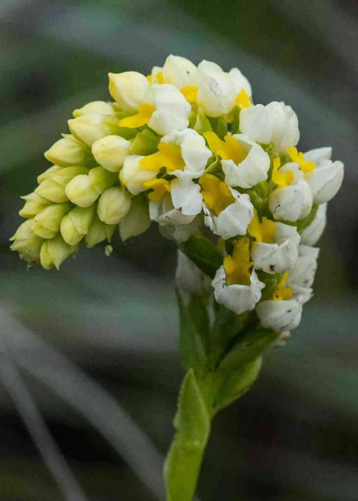 Alpine Splitlip Orchid