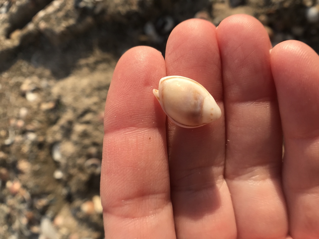 Tritia circumcincta