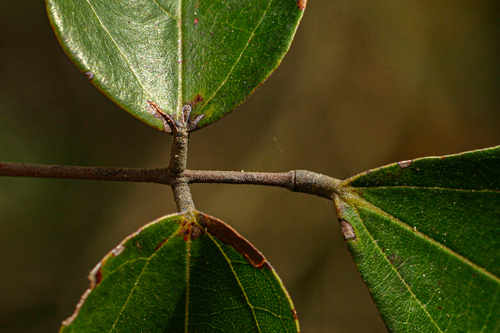 Agelaea pentagyna