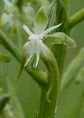 Habenaria schimperiana