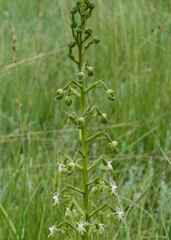 Habenaria schimperiana