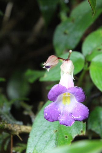 Henckelia communis observed 2023-07-15