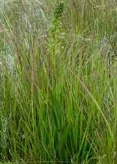 Habenaria schimperiana