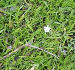 Samolus repens strictus