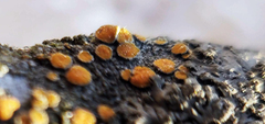 Caloplaca cerina