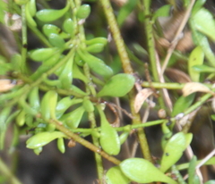 Samolus repens strictus