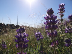 Lupinus microcarpus microcarpus