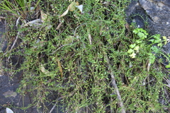 Samolus repens strictus