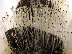 Pilobolus crystallinus