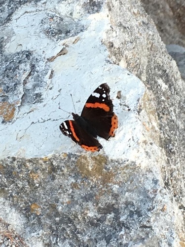 Red Admiral
