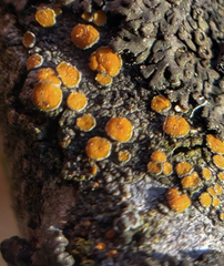 Caloplaca cerina