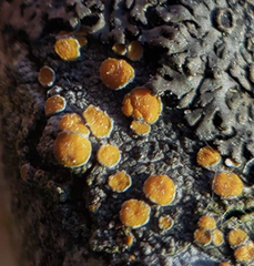 Caloplaca cerina