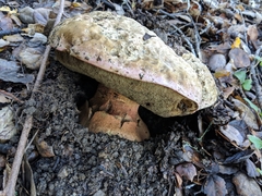 Rubroboletus