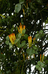 Image of Agelanthus pungu