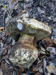 Rubroboletus