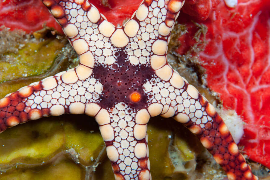 Pebbled Sea Star