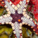 Pebbled Sea Star - Photo (c) Francesco Ricciardi, some rights reserved (CC BY-NC), uploaded by Francesco Ricciardi