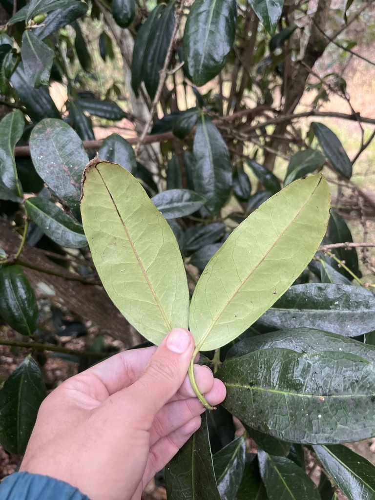Largeleaved Wilkiea from Wilga Dr, Bunya, QLD, AU on July 17, 2023 at