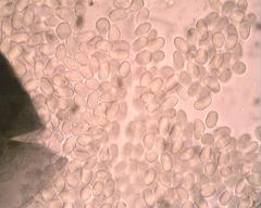 Pilobolus crystallinus