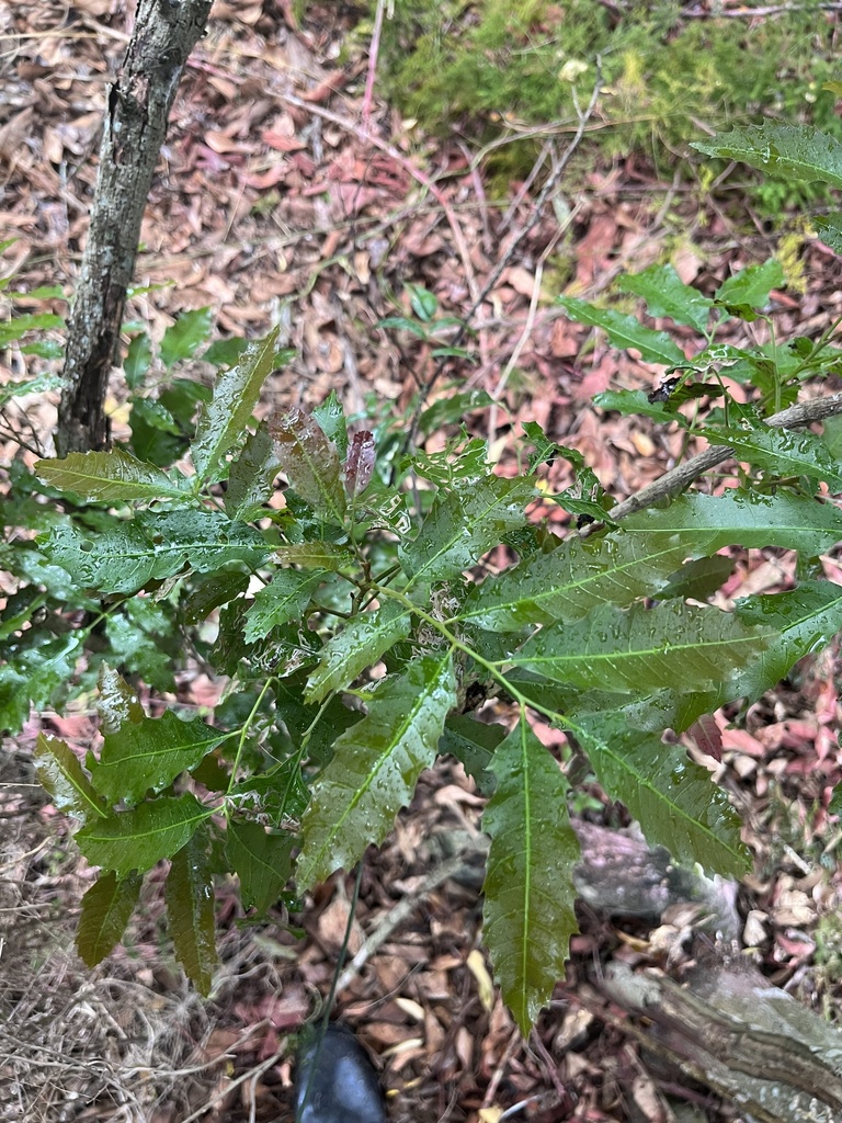 Beetroot tree from Wilga Dr, Bunya, QLD, AU on July 17, 2023 at 03:12 ...