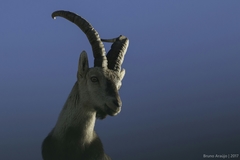 Capra pyrenaica victoriae