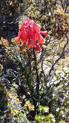 Blandfordia punicea
