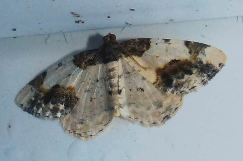Ligdia adustata