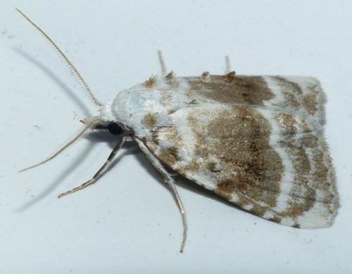 Meganola albula