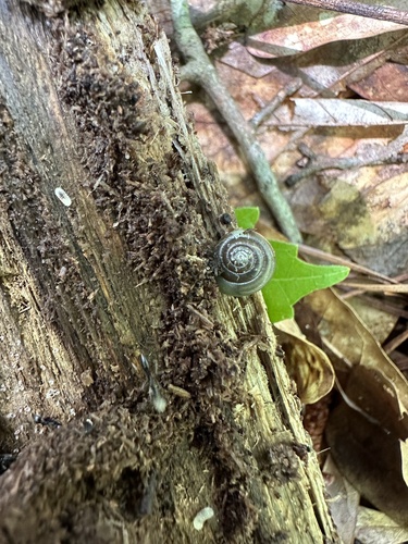 Zonitoides elliotti observed 2023-06-12